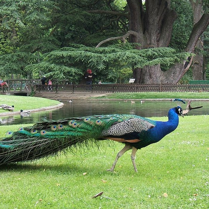 Photo de Jardin Massey de Tarbes