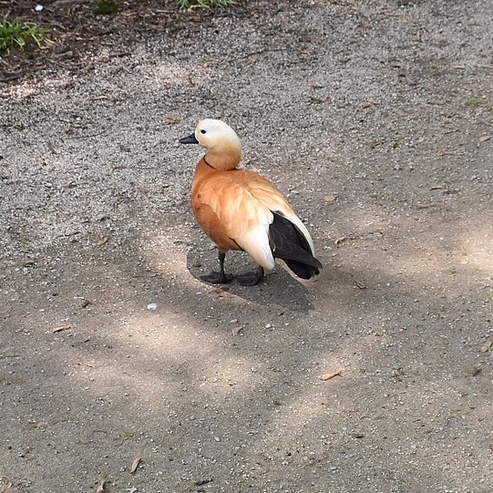 Photo de Jardin Massey de Tarbes