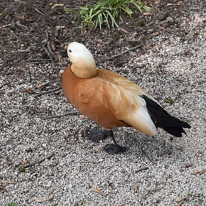 Photo de Jardin Massey de Tarbes