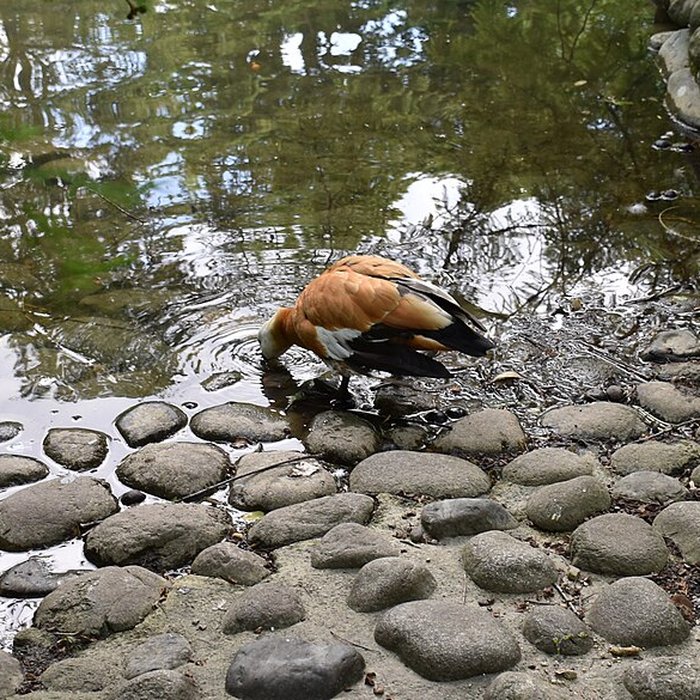 Photo de Jardin Massey de Tarbes