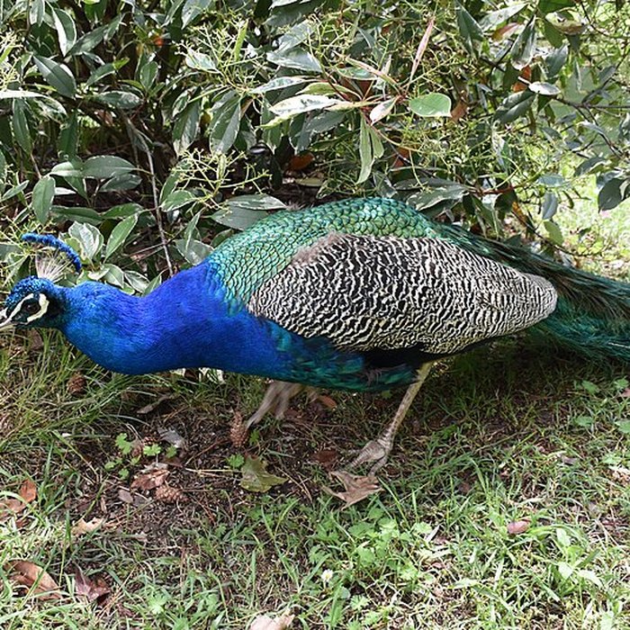 Photo de Jardin Massey de Tarbes