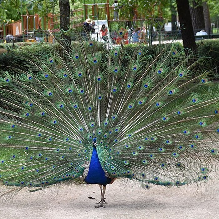 Photo de Jardin Massey de Tarbes