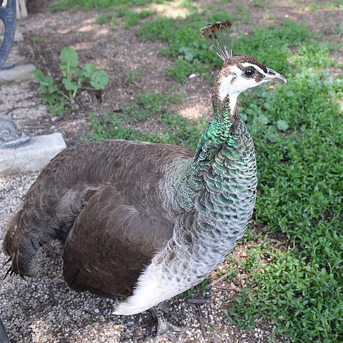 Photo de Jardin Massey de Tarbes
