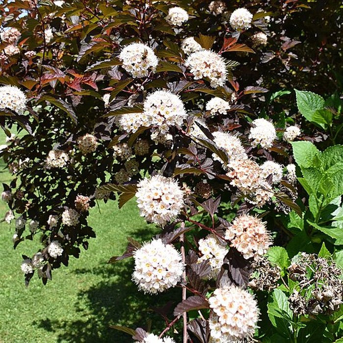 Photo de Jardin Massey de Tarbes