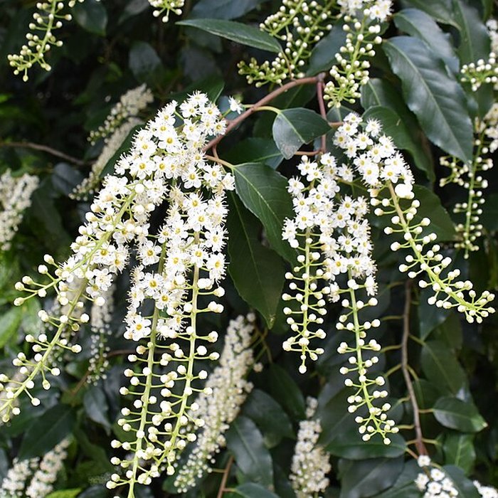 Photo de Jardin Massey de Tarbes