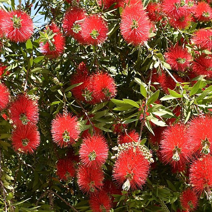 Photo de Jardin Massey de Tarbes