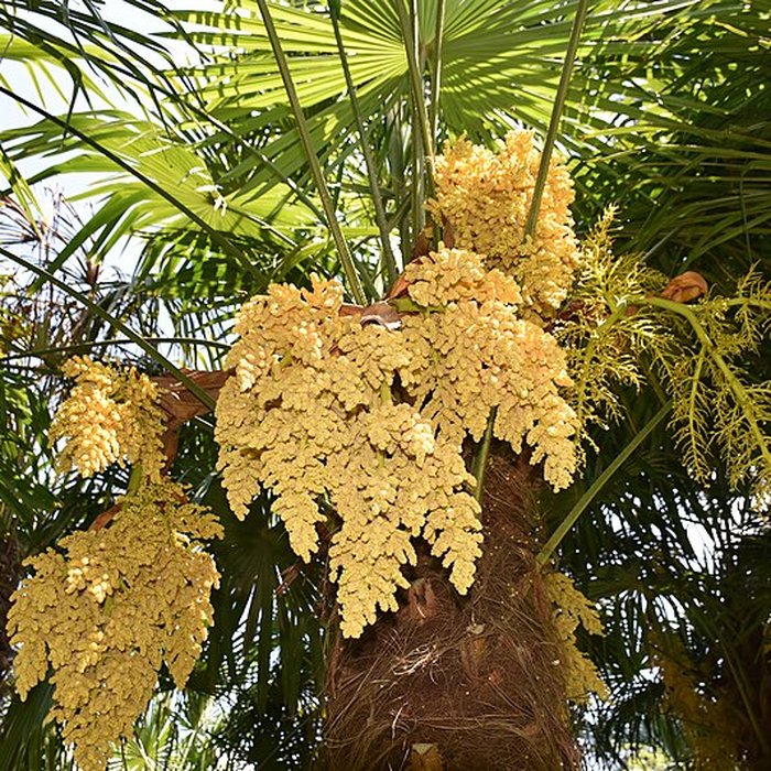 Photo de Jardin Massey de Tarbes