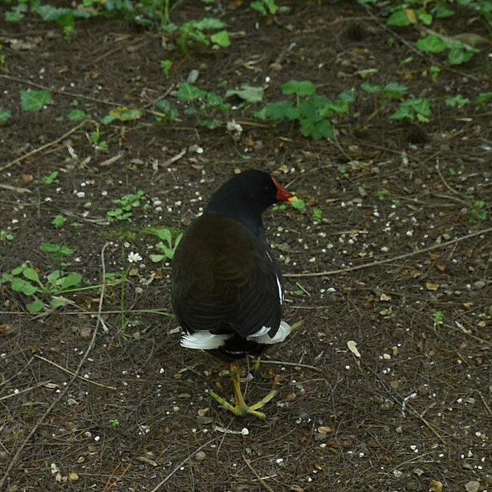 Photo de Jardin Massey de Tarbes