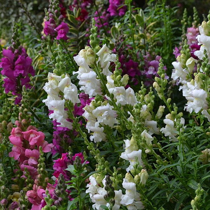 Photo de Jardin Massey de Tarbes