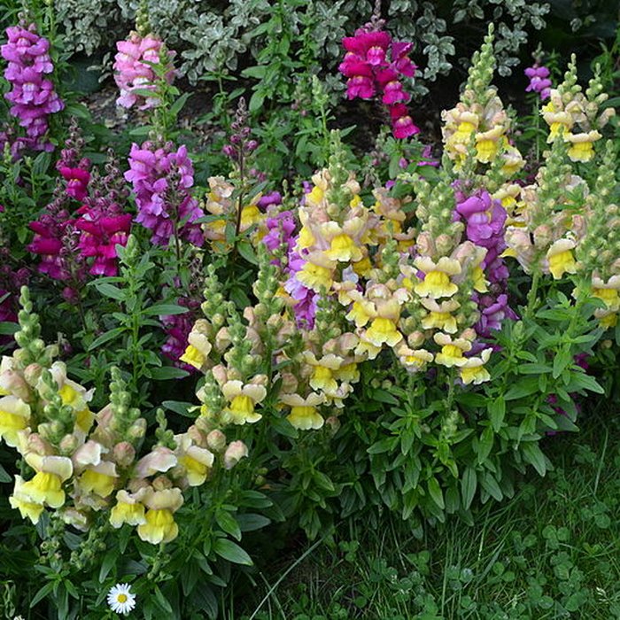 Photo de Jardin Massey de Tarbes