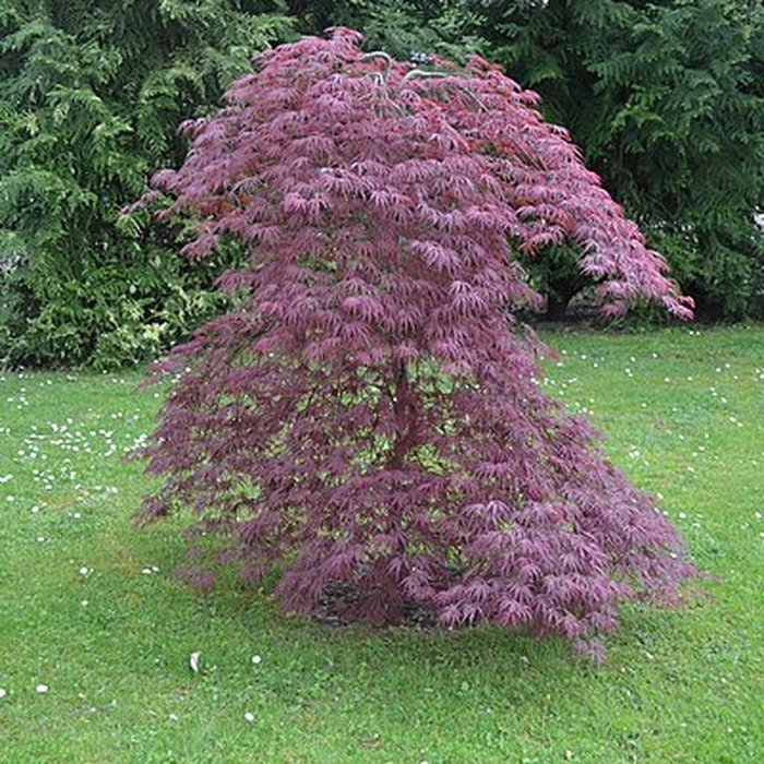 Photo de Jardin Massey de Tarbes