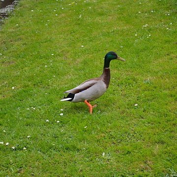 Jardin Massey de Tarbes