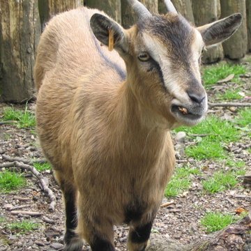 Jardin Massey de Tarbes