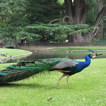 Jardin Massey de Tarbes