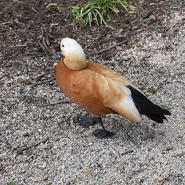 Jardin Massey de Tarbes