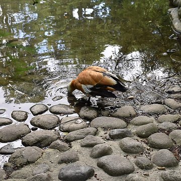 Jardin Massey de Tarbes