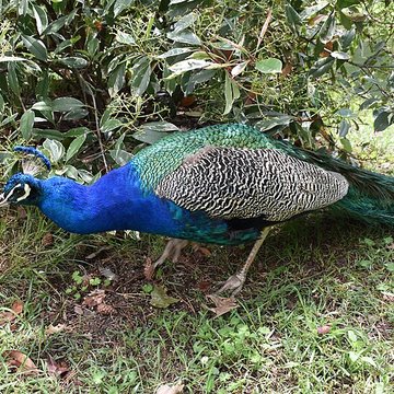 Jardin Massey de Tarbes