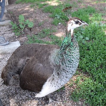 Jardin Massey de Tarbes