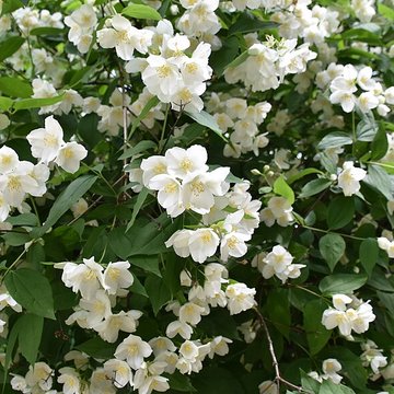 Jardin Massey de Tarbes