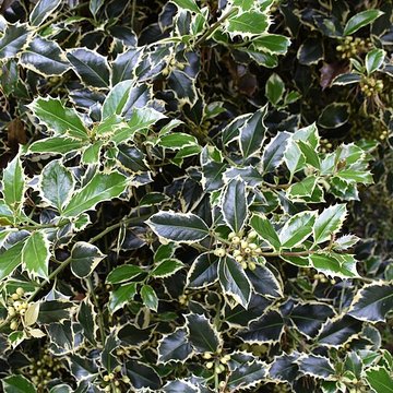 Jardin Massey de Tarbes