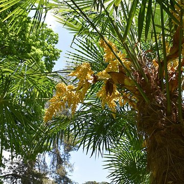 Jardin Massey de Tarbes