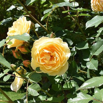 Jardin Massey de Tarbes