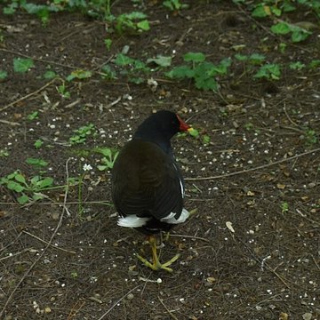 Jardin Massey de Tarbes