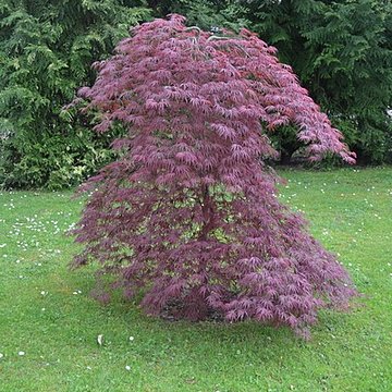 Jardin Massey de Tarbes