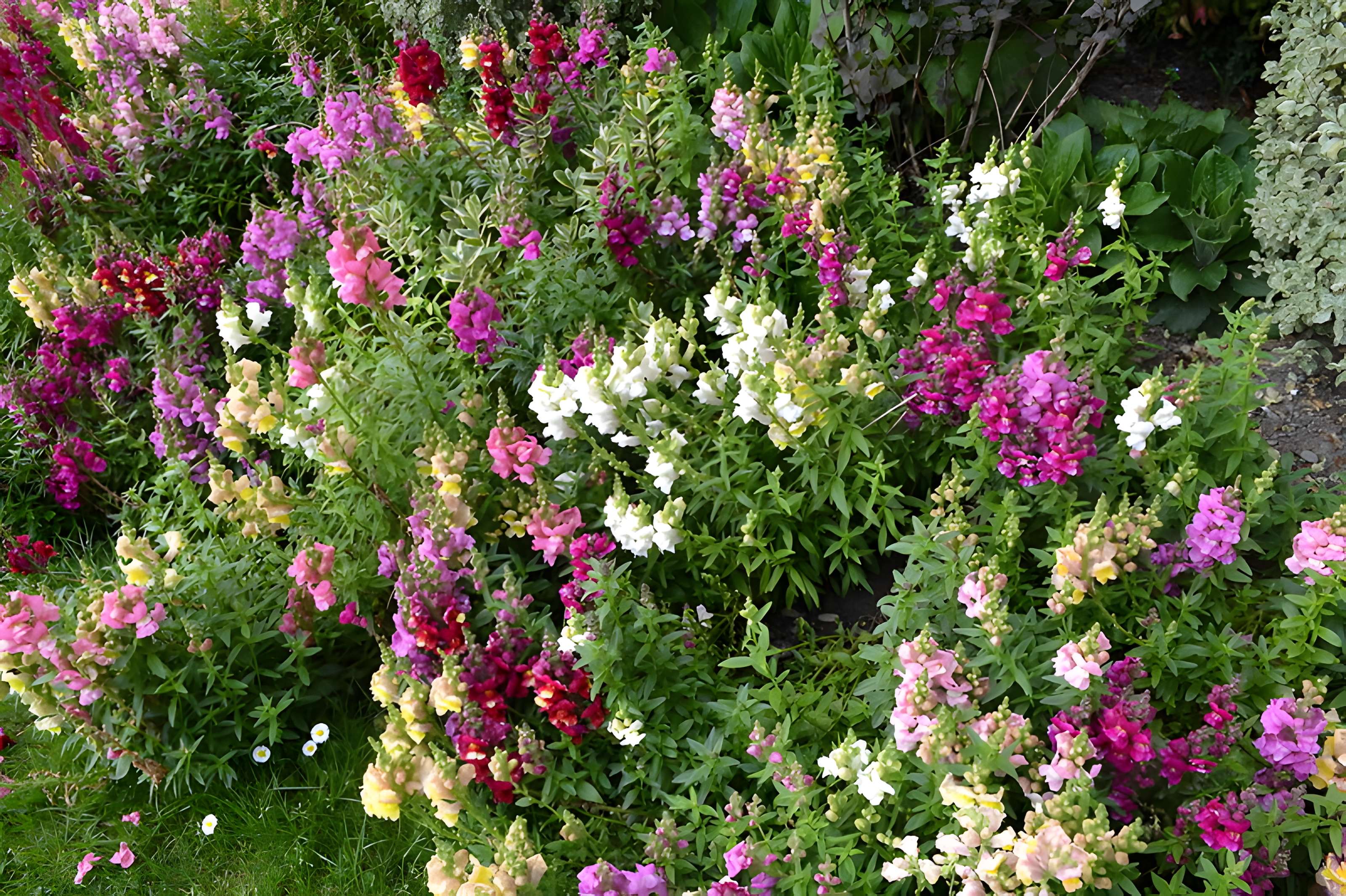 Jardin Massey de Tarbes