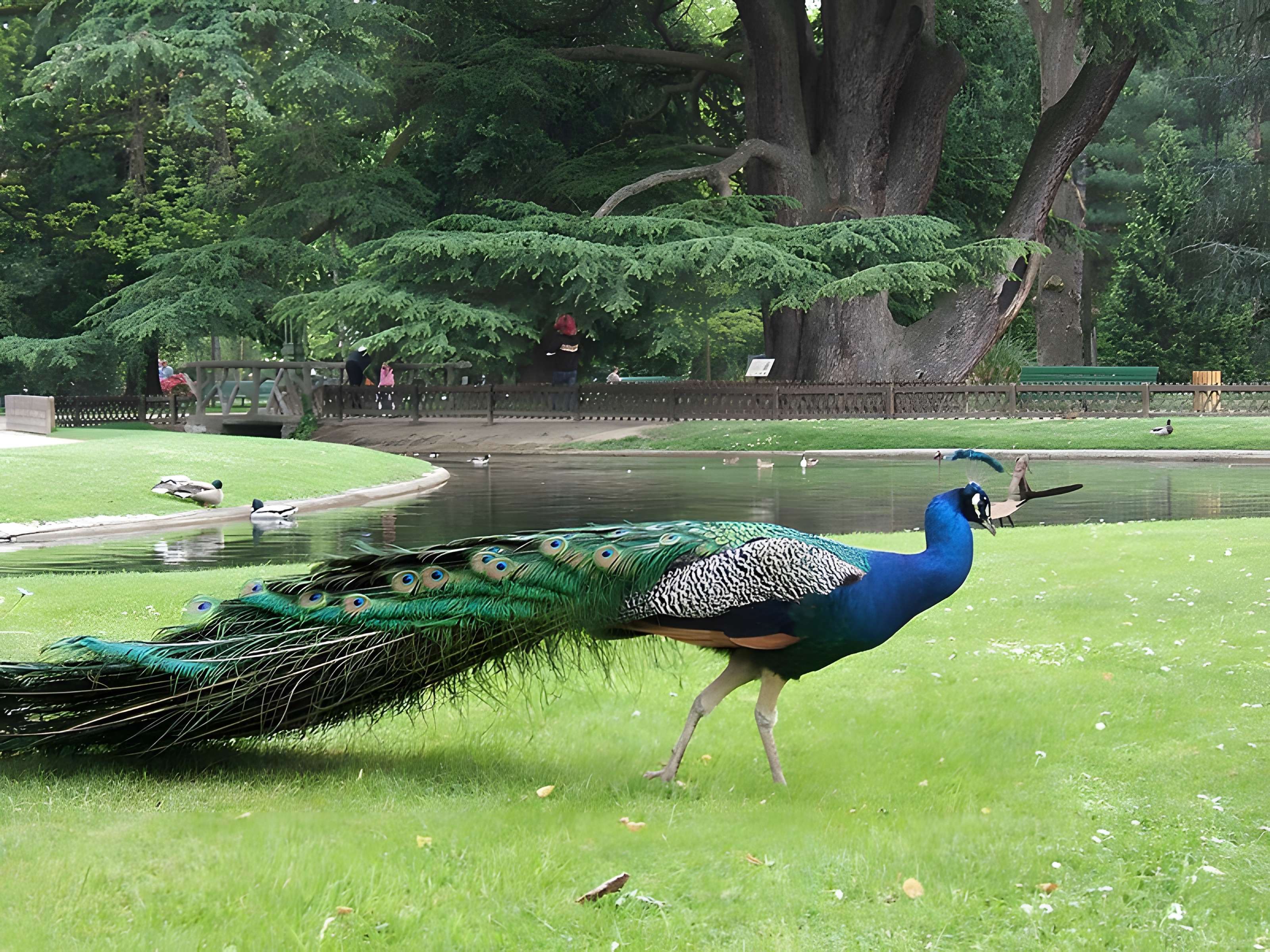 Jardin Massey de Tarbes