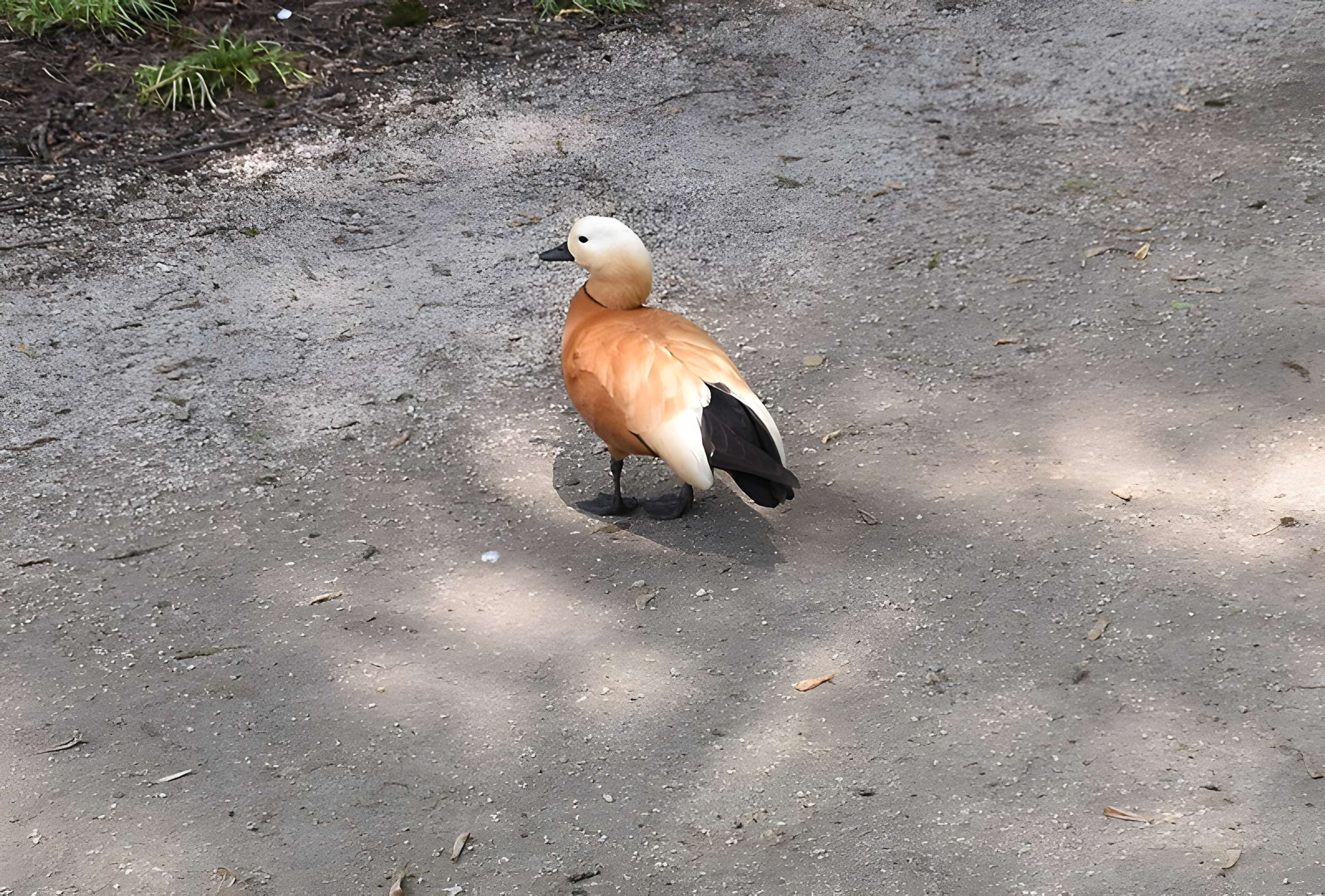 Jardin Massey de Tarbes