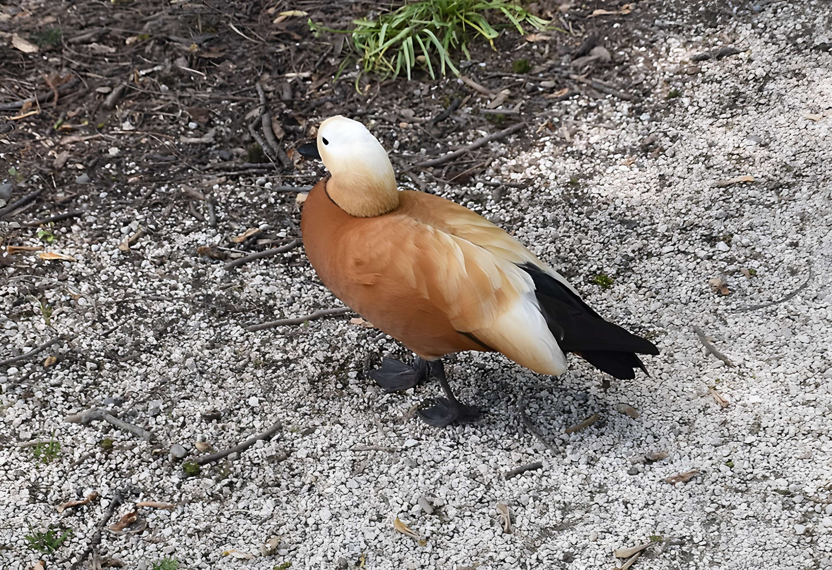 Jardin Massey de Tarbes