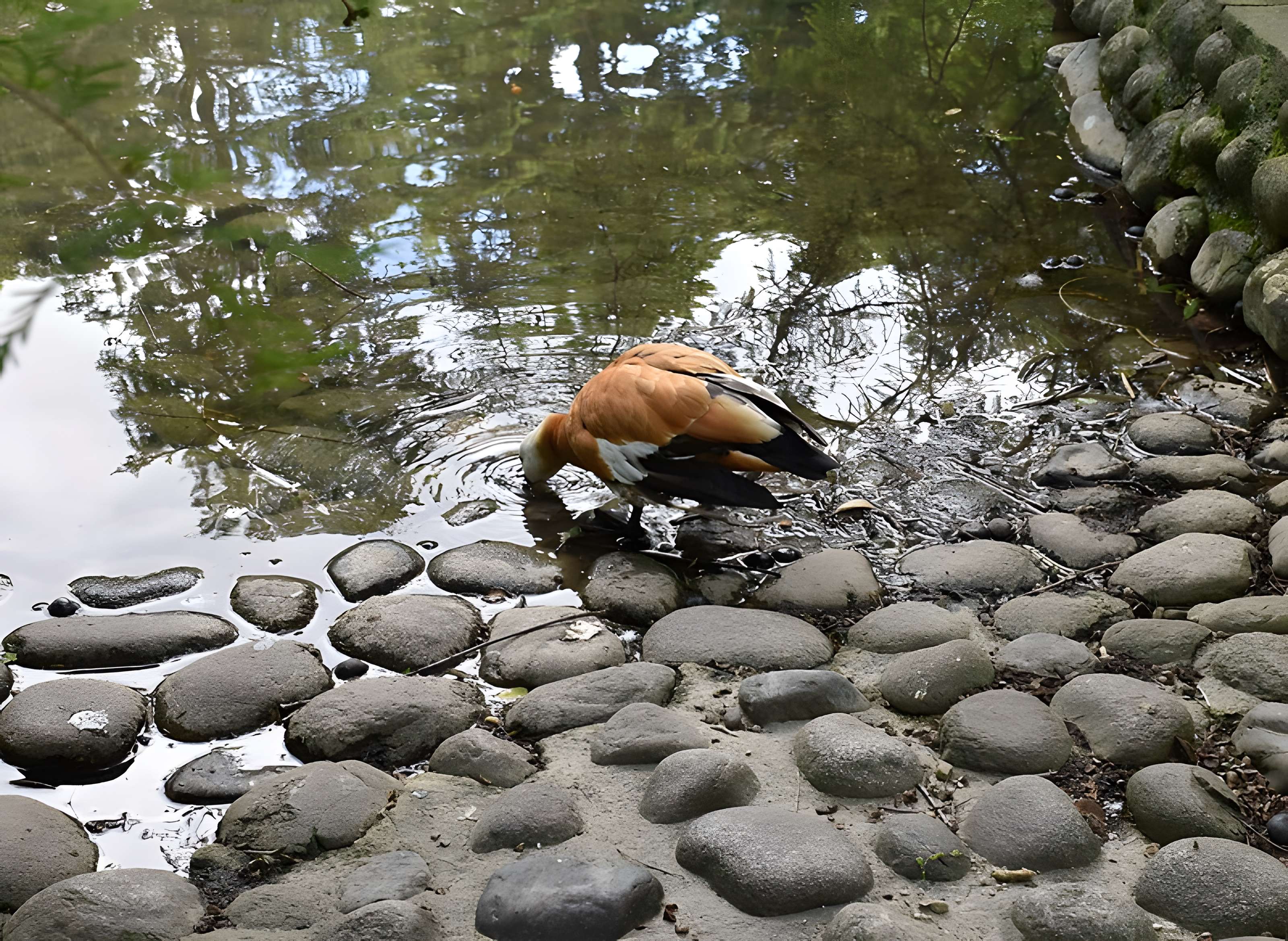 Jardin Massey de Tarbes
