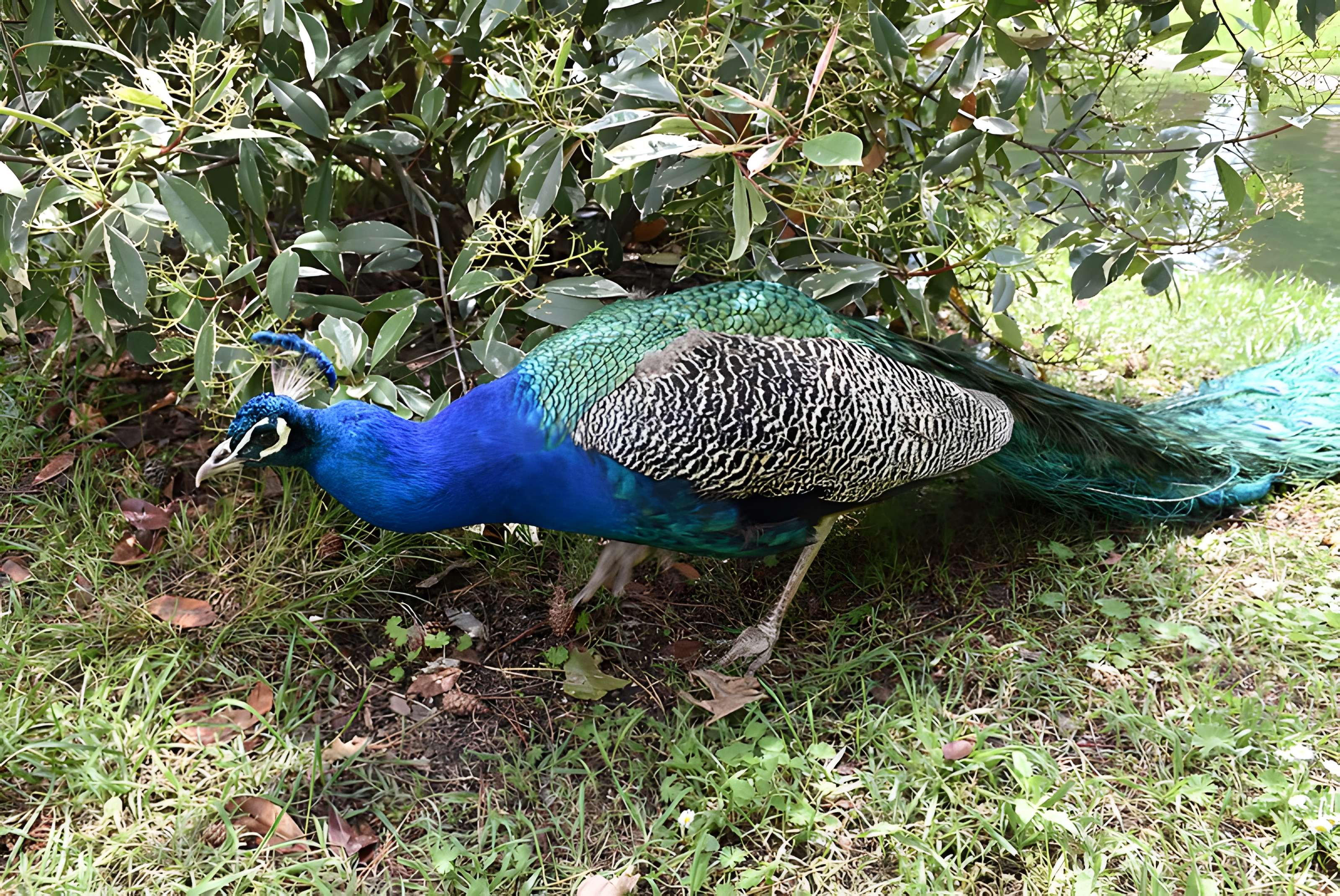 Jardin Massey de Tarbes