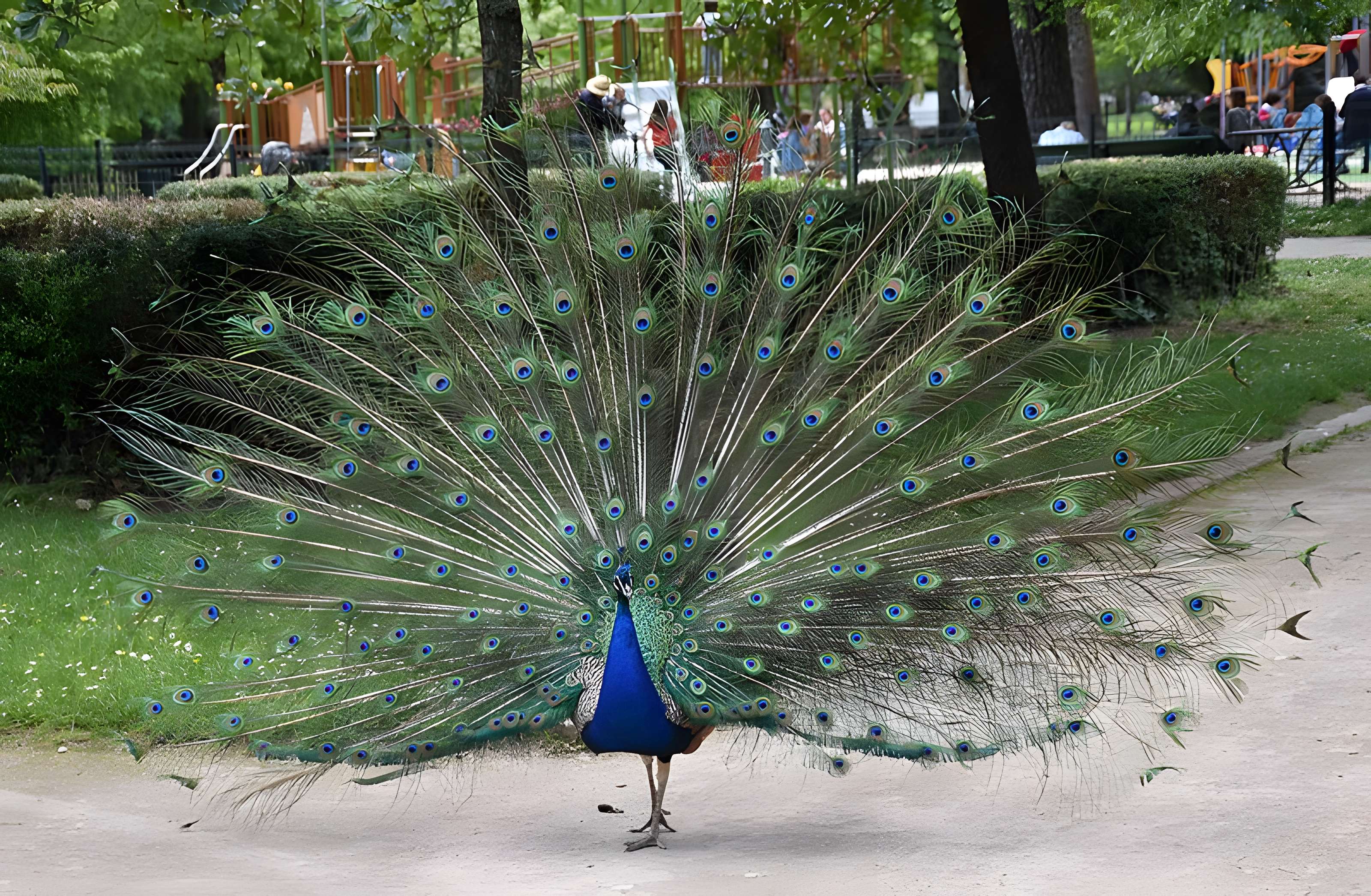 Jardin Massey de Tarbes