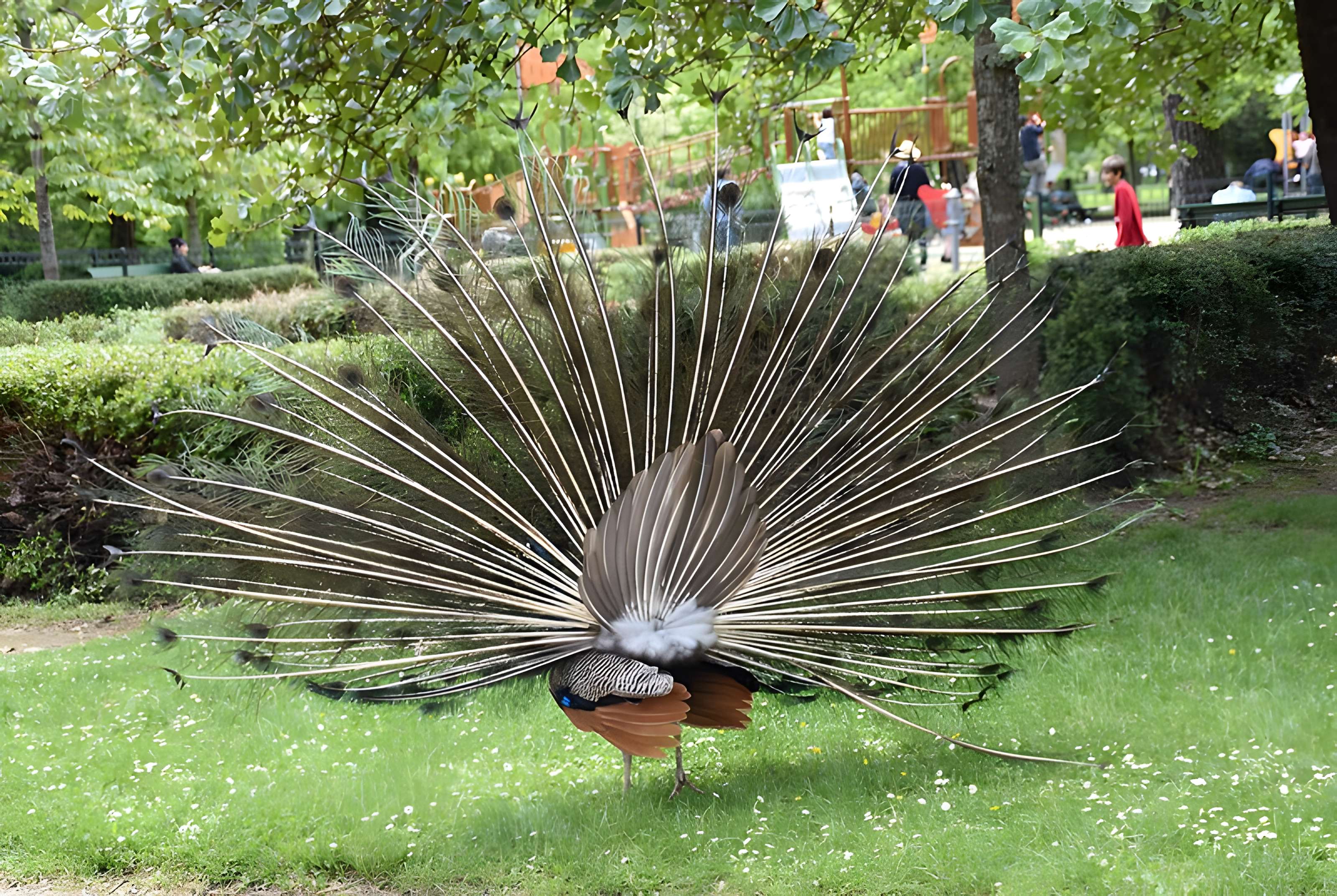 Jardin Massey de Tarbes