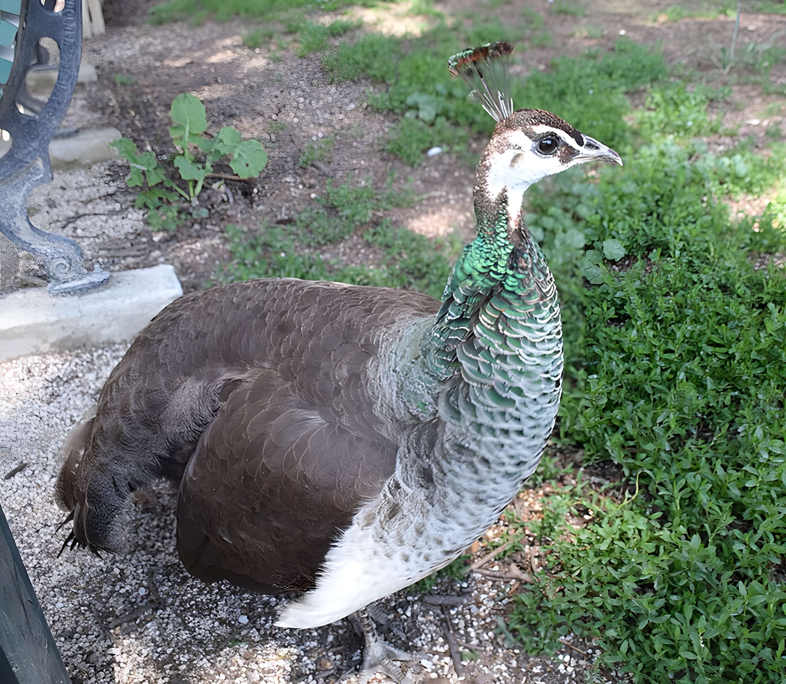 Jardin Massey de Tarbes