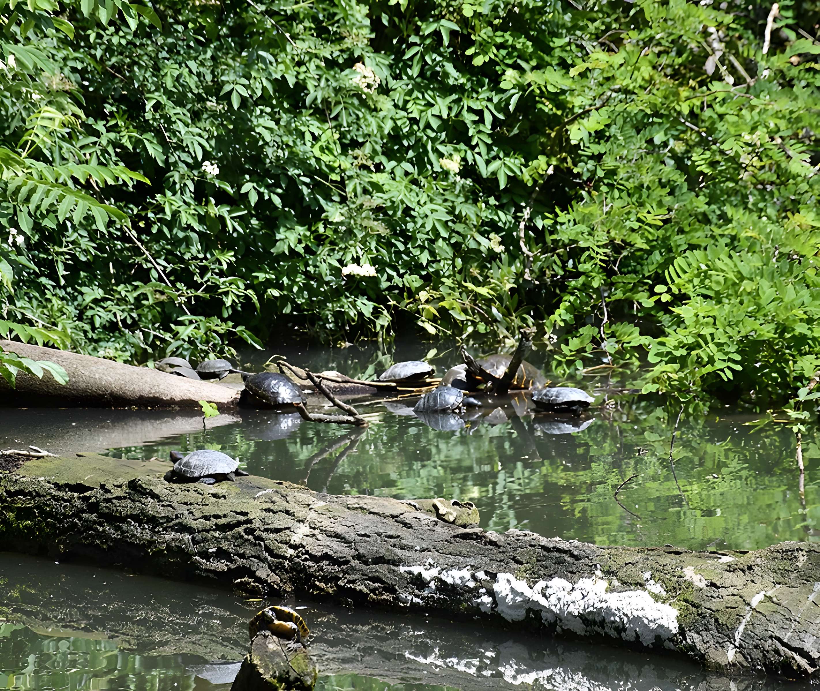 Jardin Massey de Tarbes