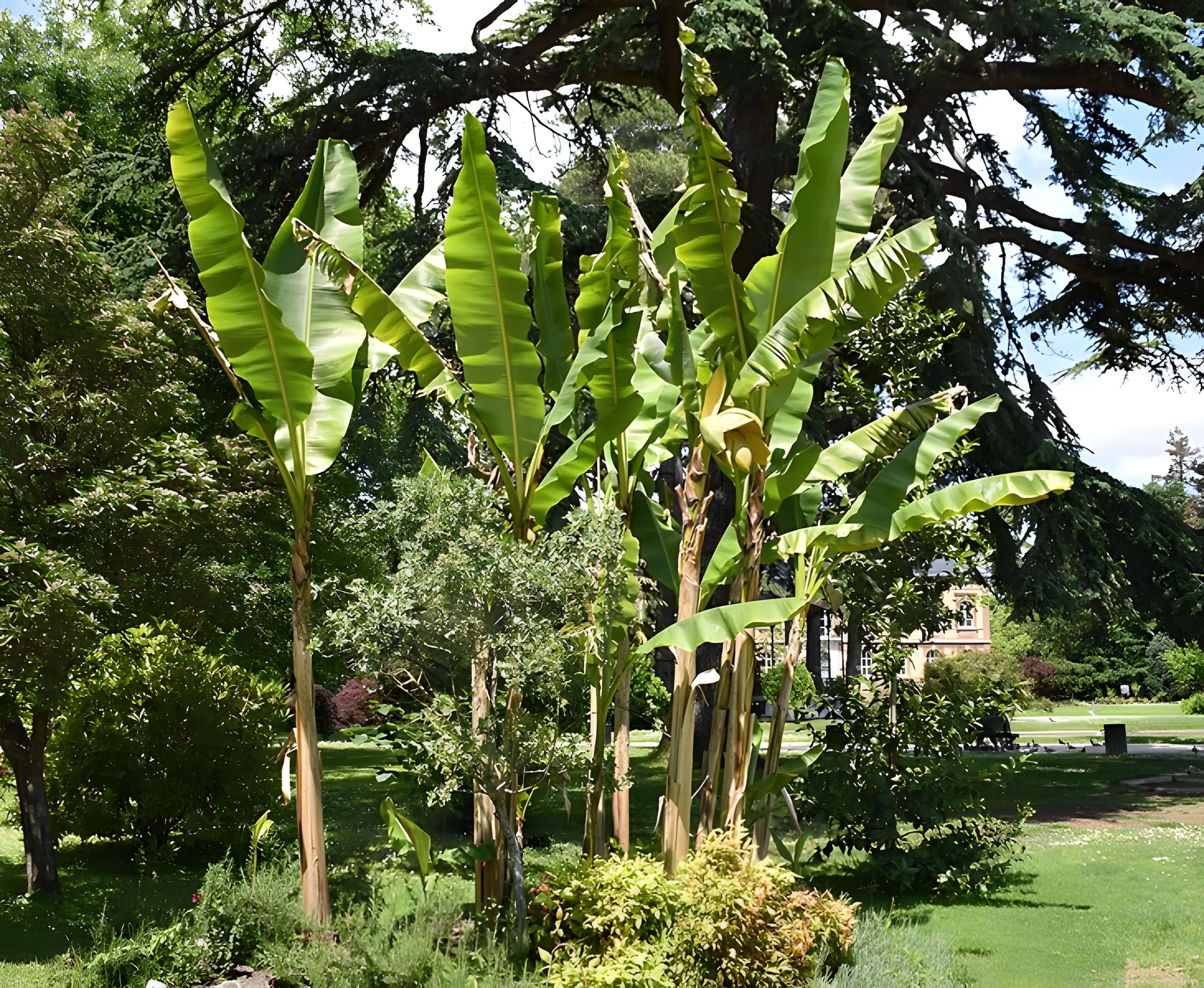 Jardin Massey de Tarbes