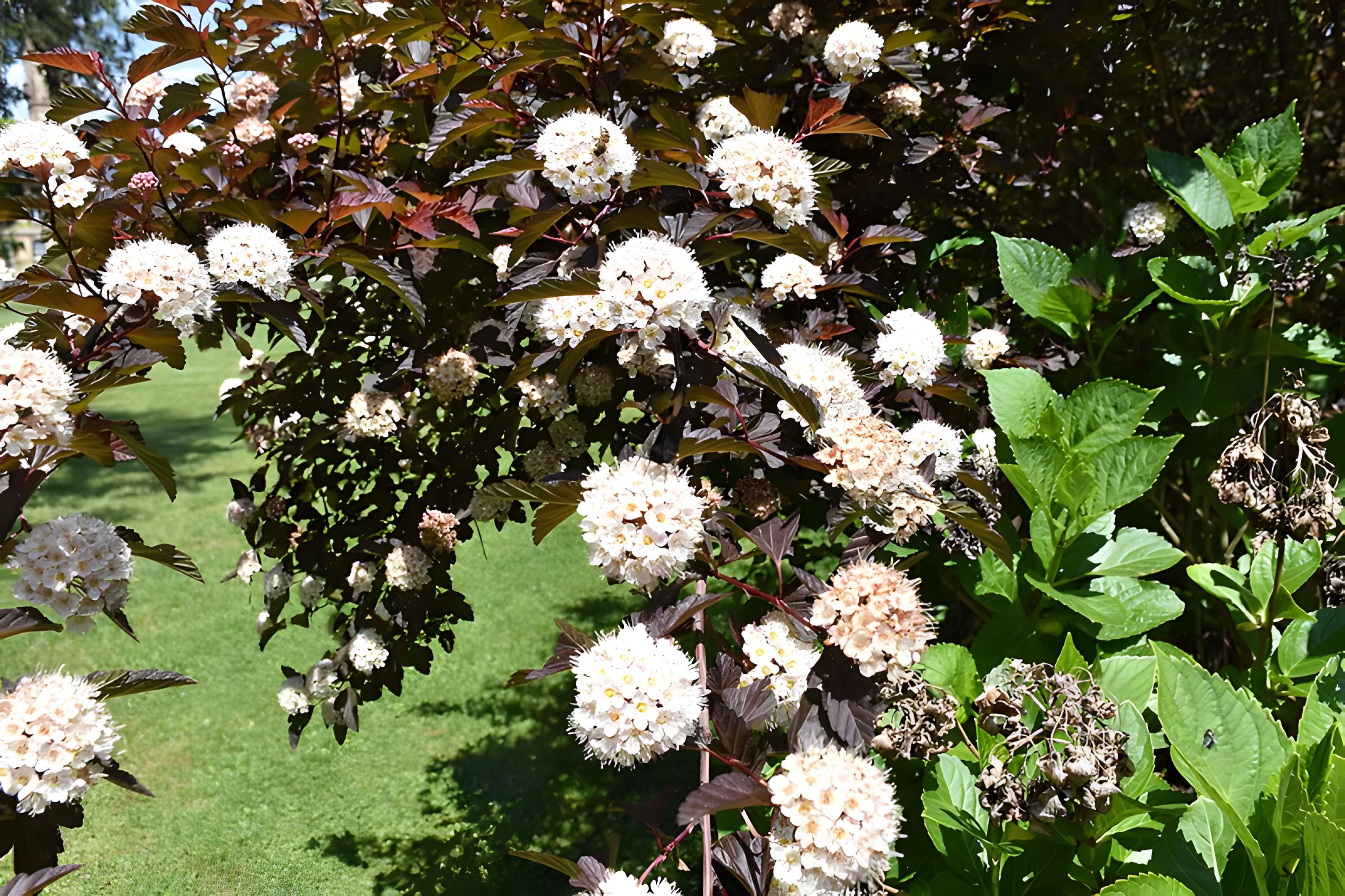 Jardin Massey de Tarbes