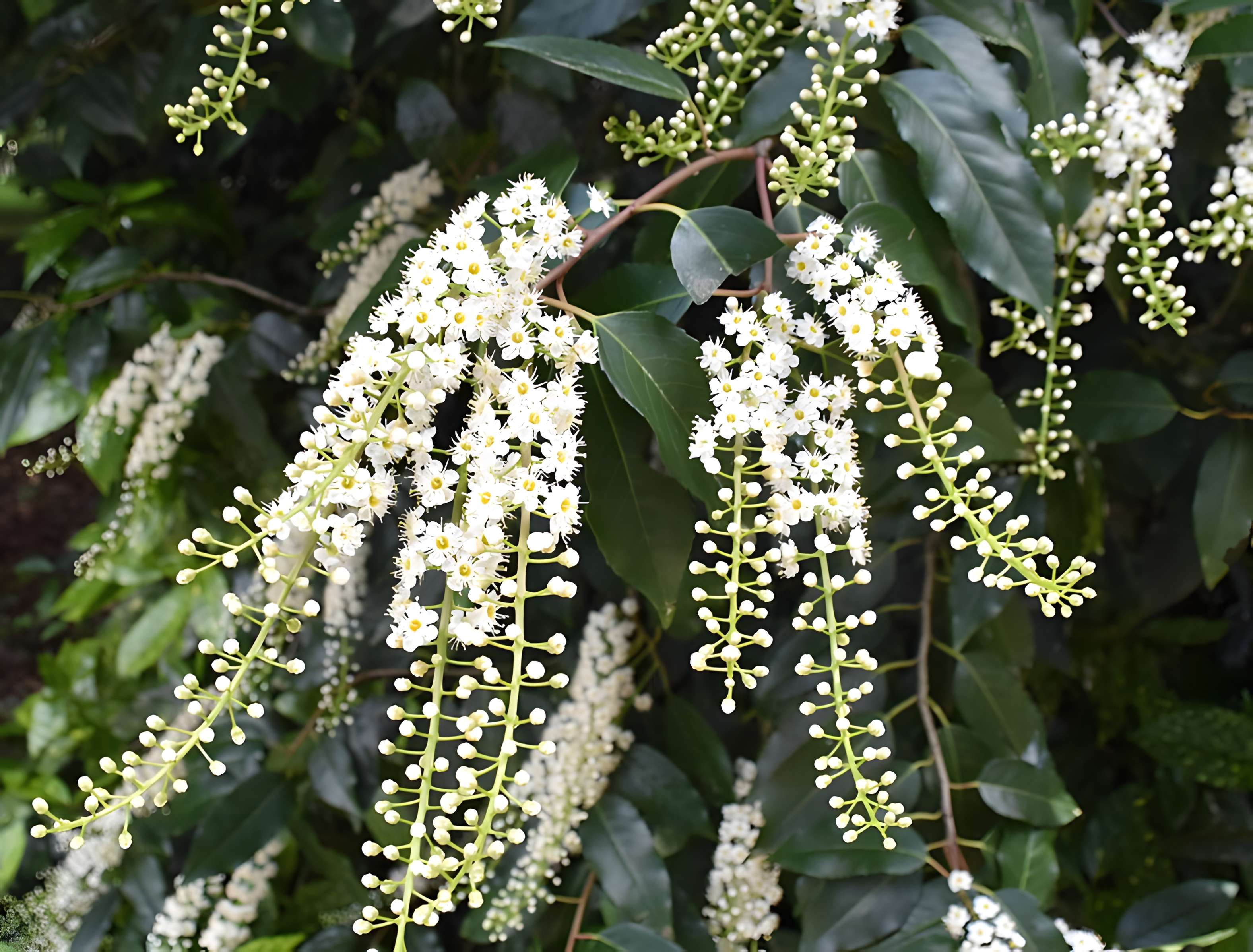 Jardin Massey de Tarbes