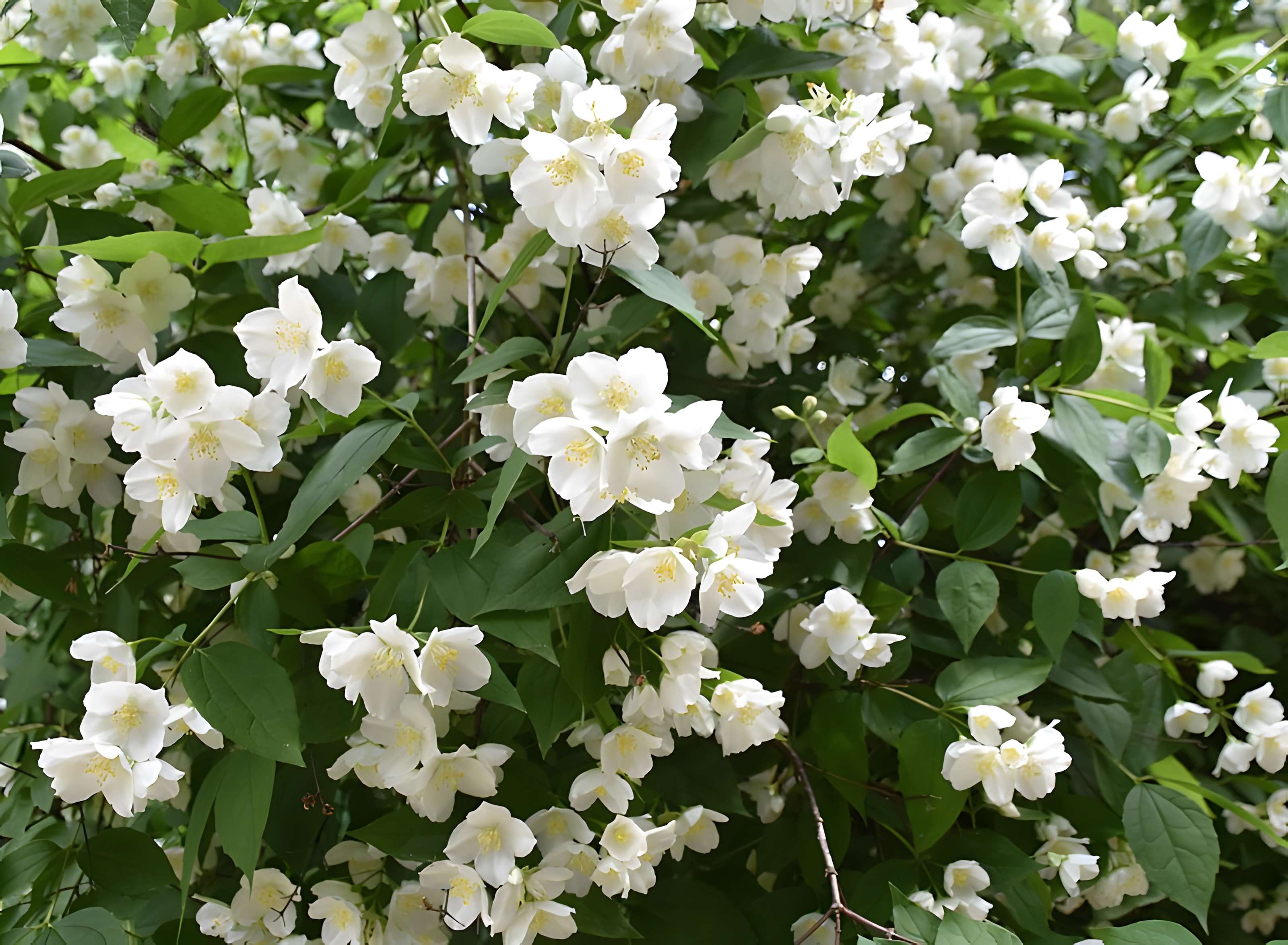 Jardin Massey de Tarbes
