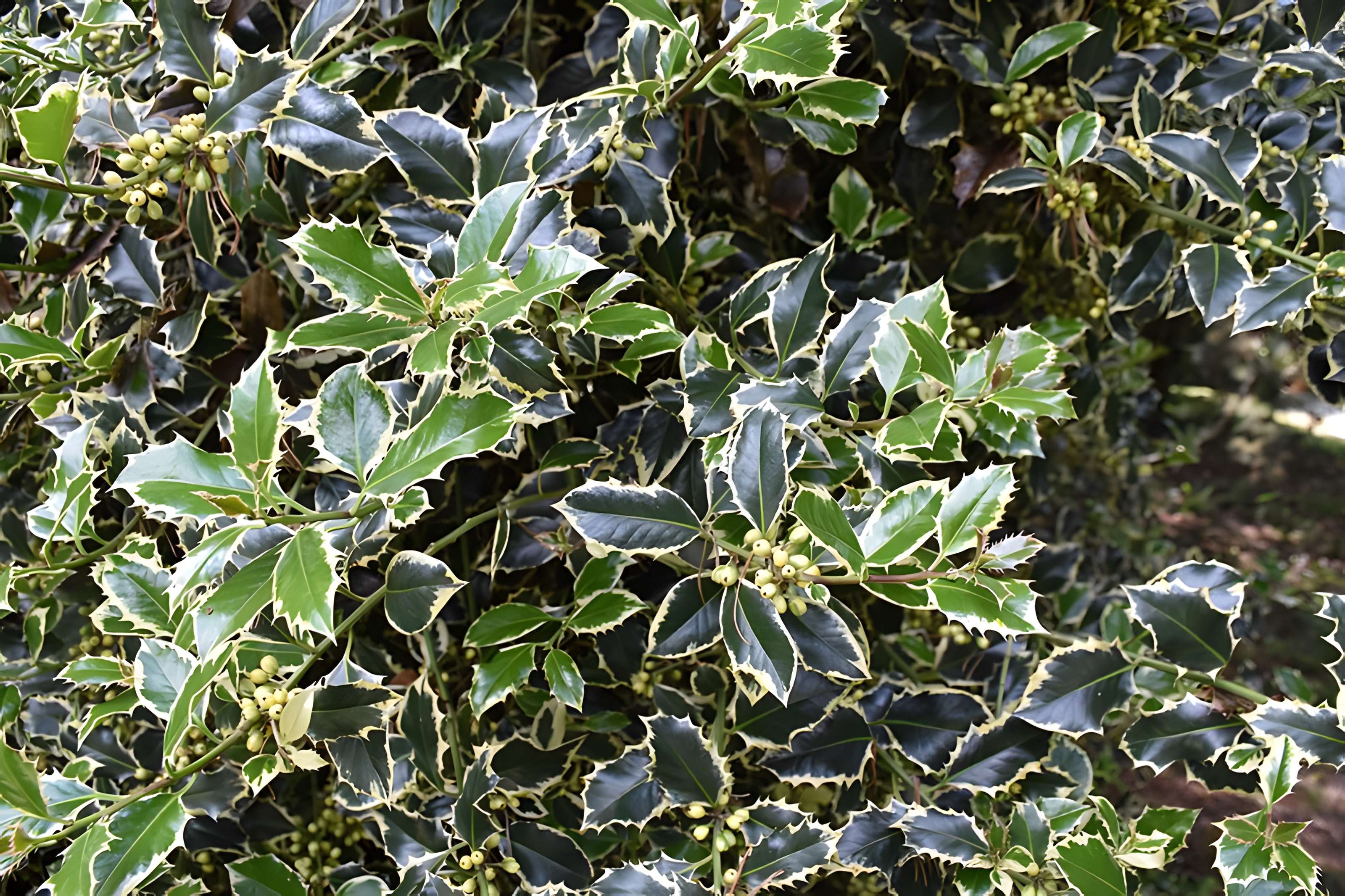 Jardin Massey de Tarbes