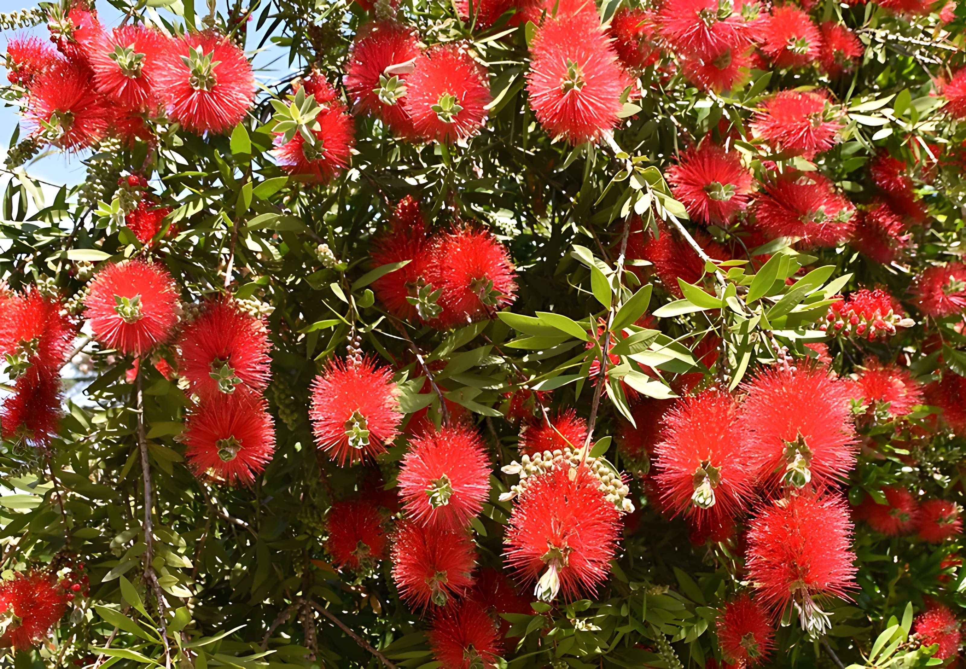 Jardin Massey de Tarbes