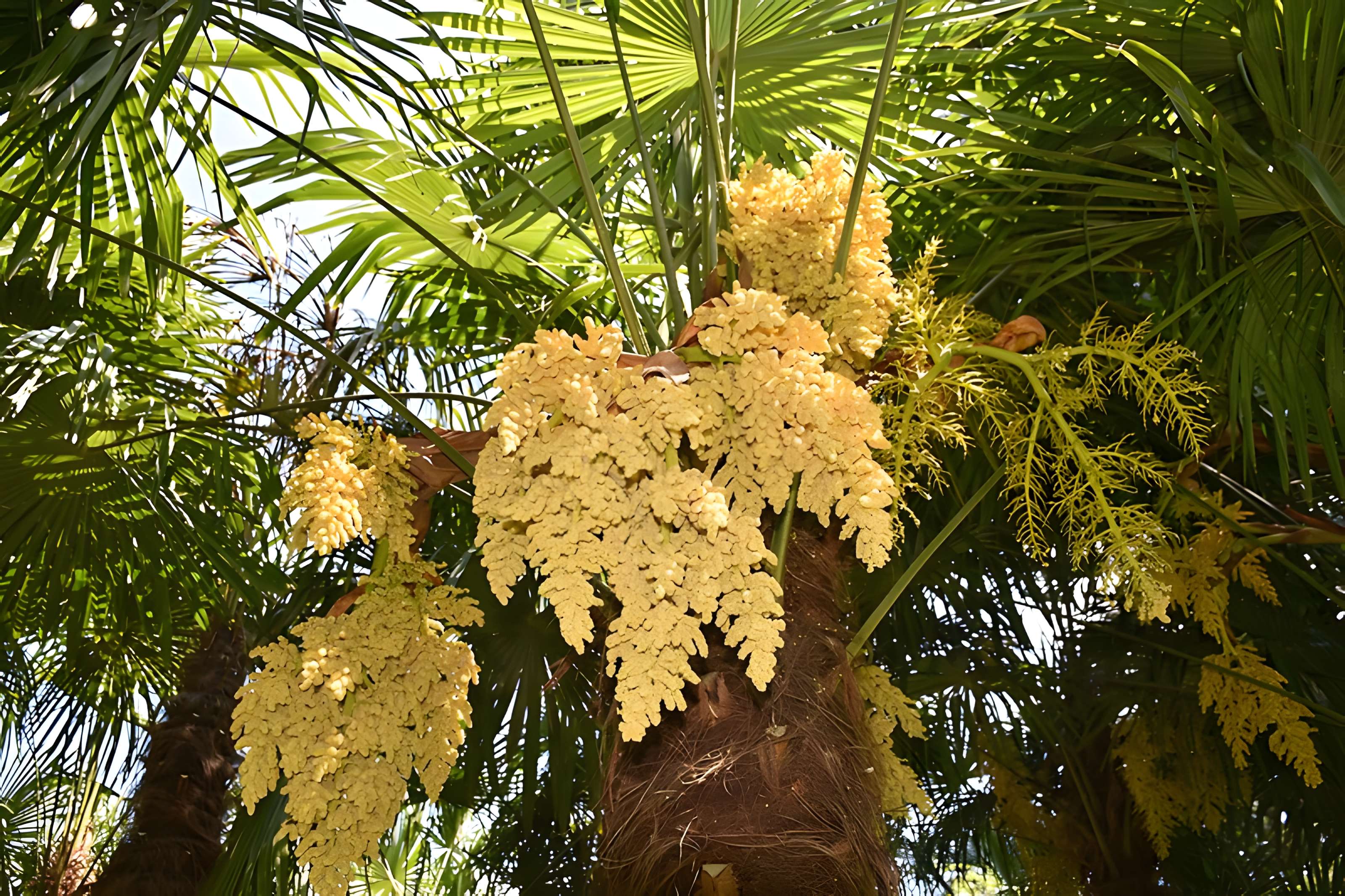 Jardin Massey de Tarbes