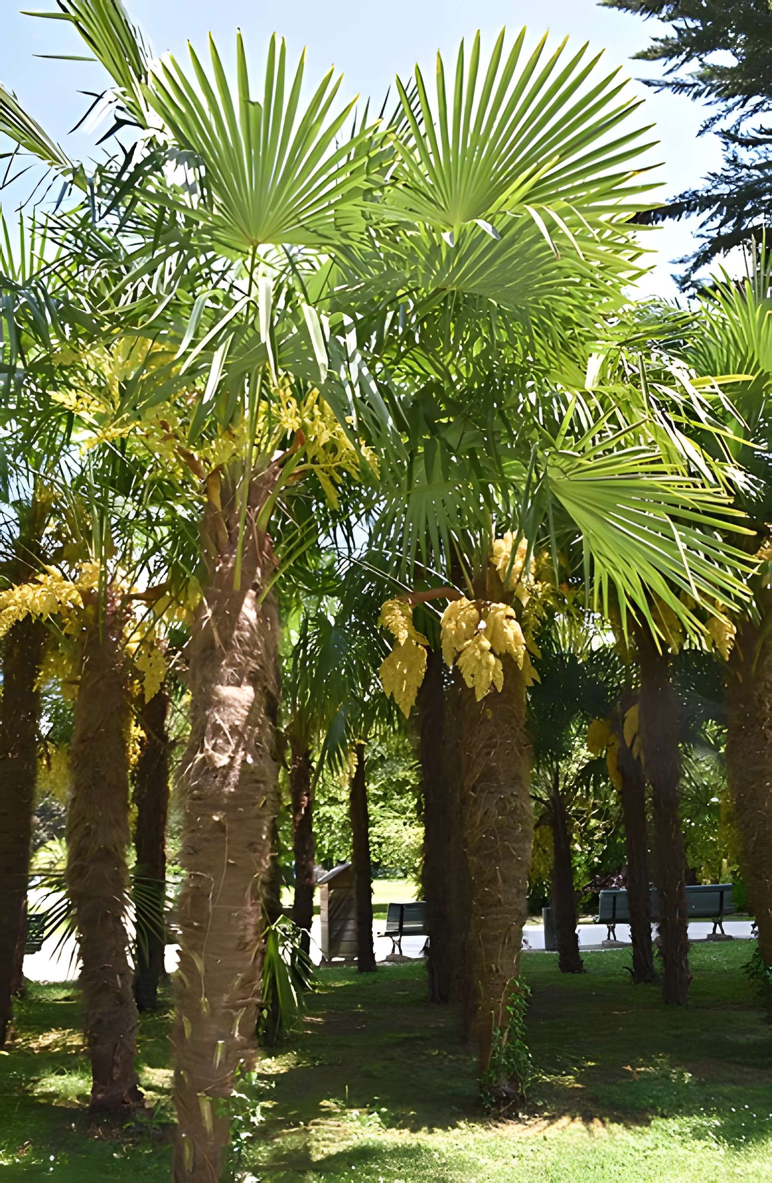 Jardin Massey de Tarbes