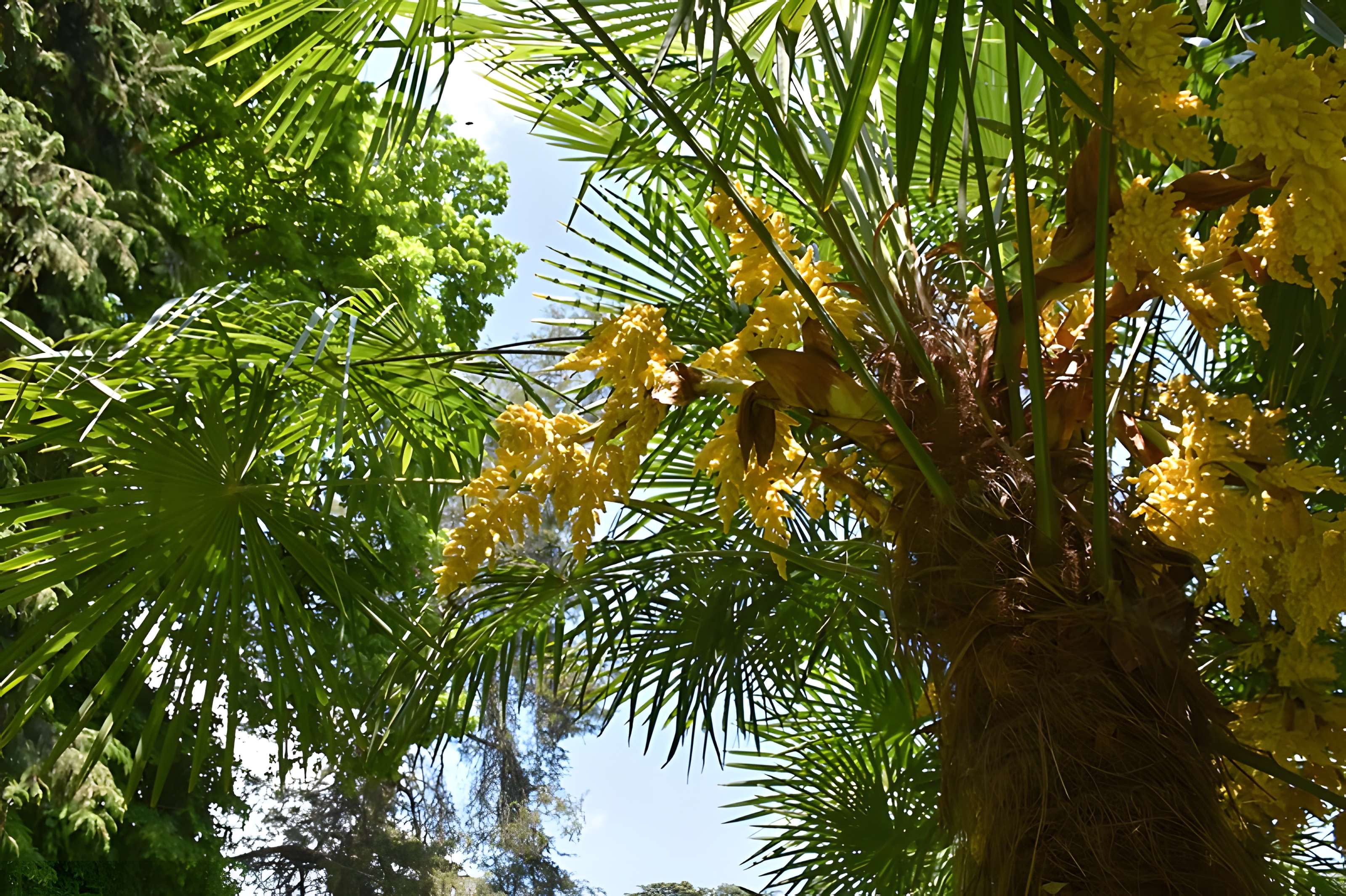 Jardin Massey de Tarbes