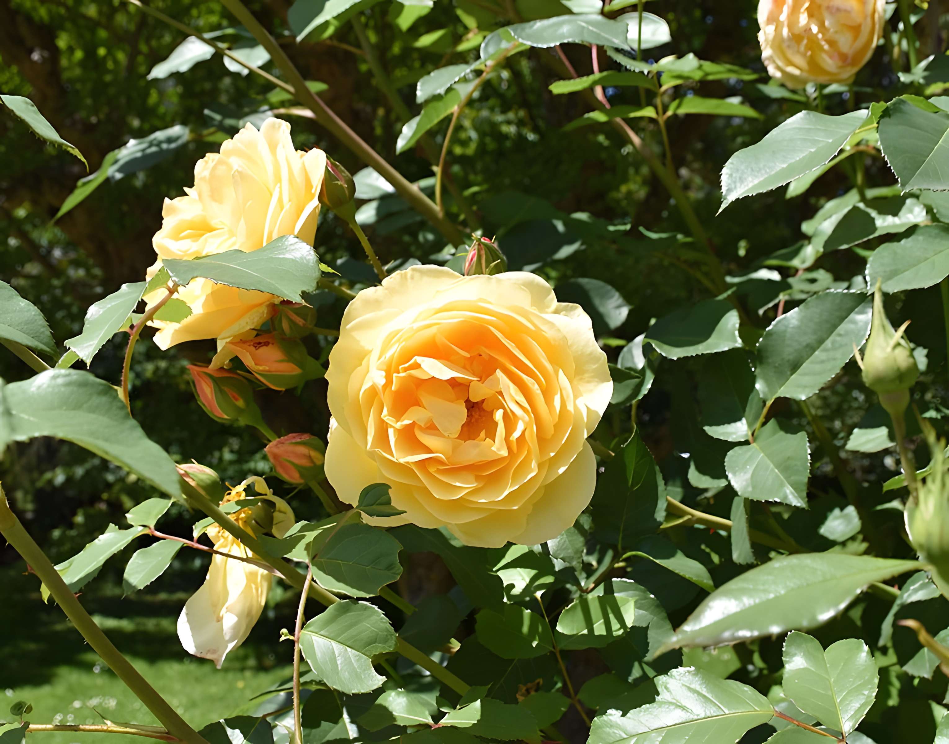 Jardin Massey de Tarbes