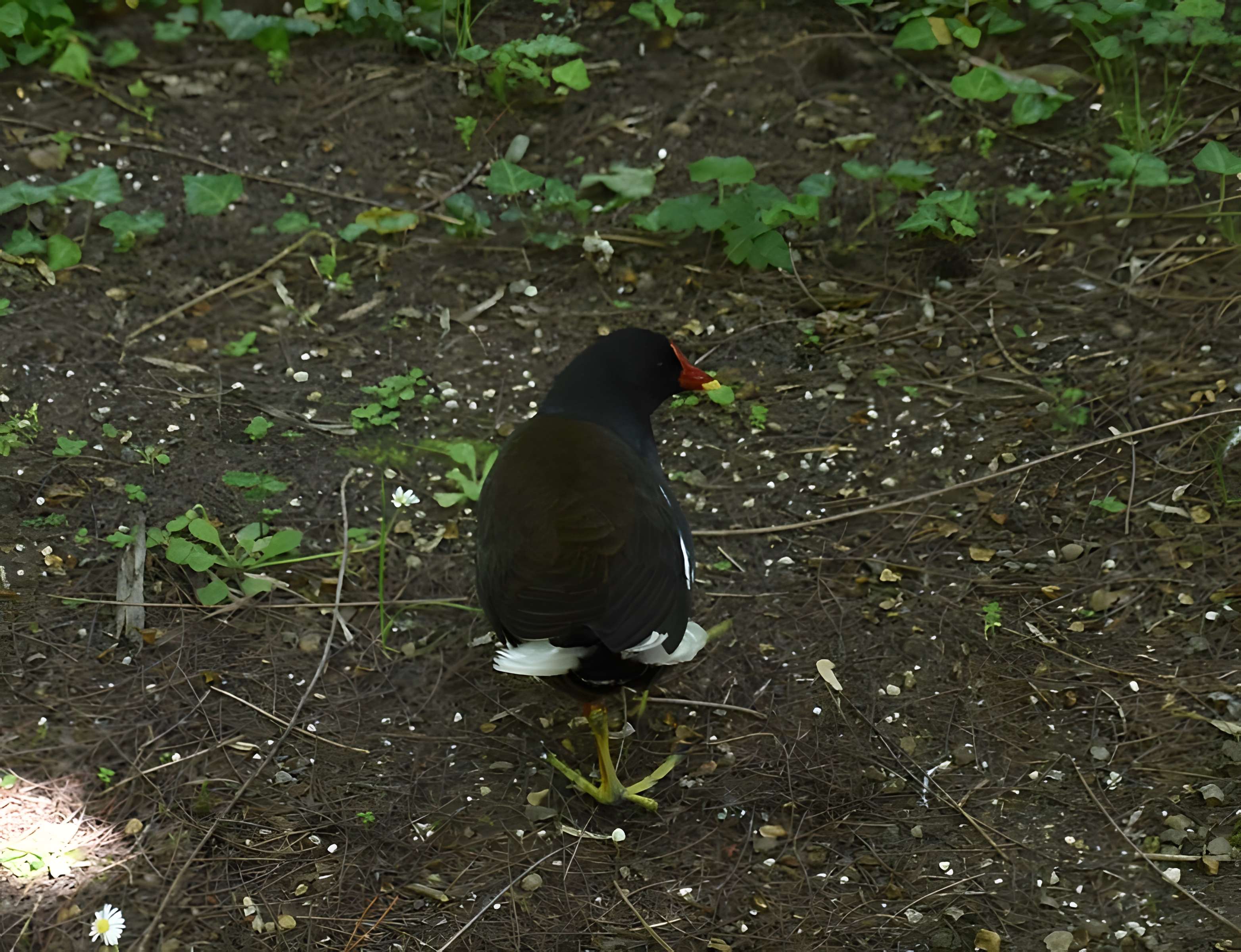 Jardin Massey de Tarbes