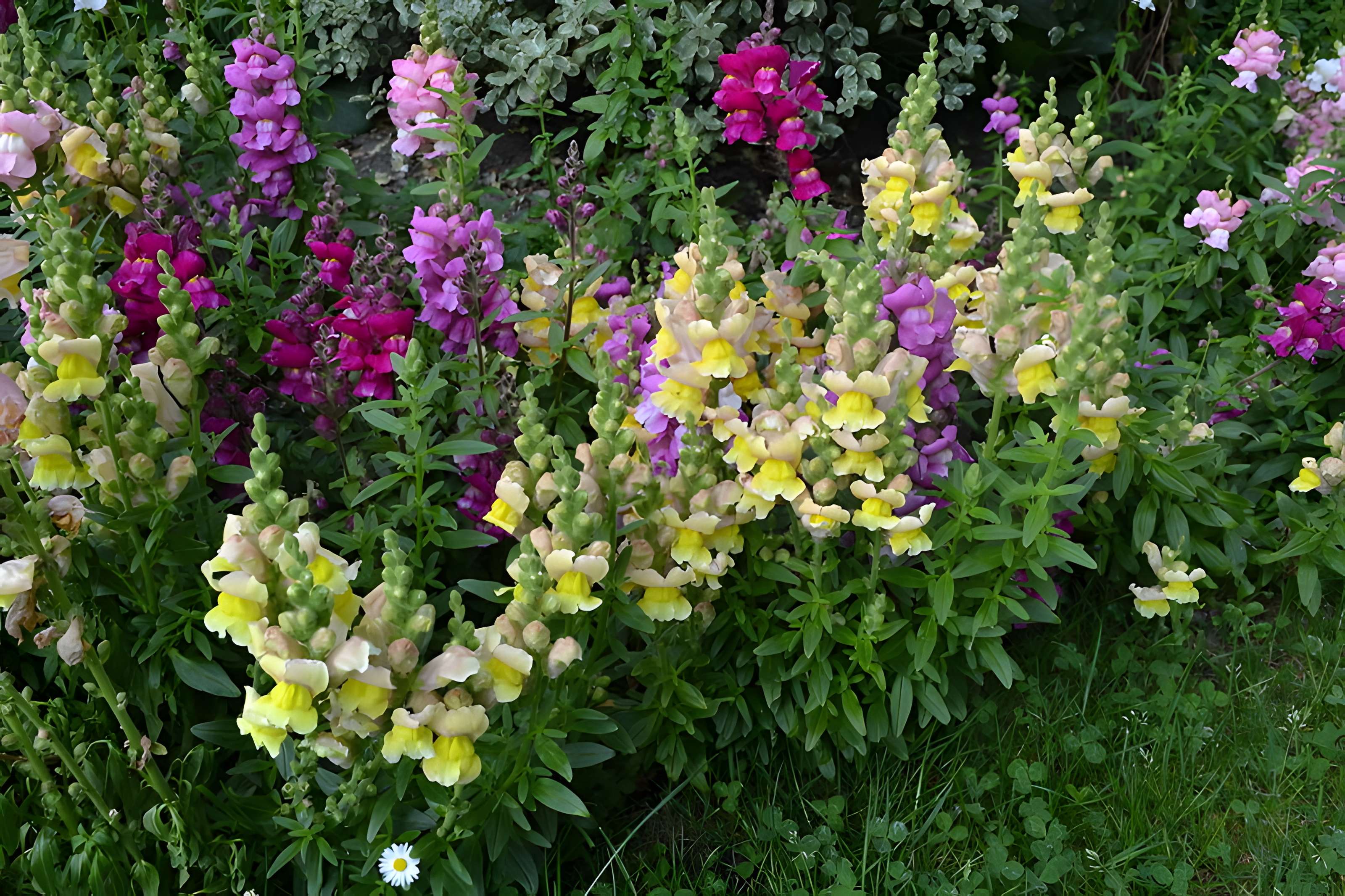 Jardin Massey de Tarbes